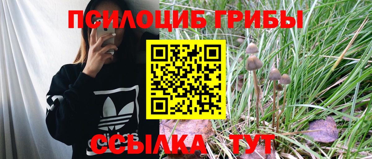Псилоцибиновые грибы Psilocybine cubensis Бузулук